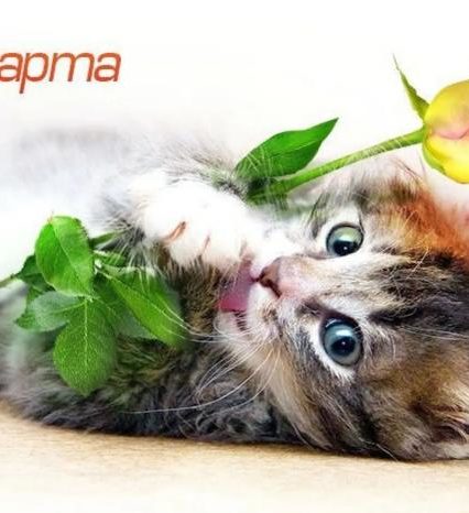 Открытки с 8 марта