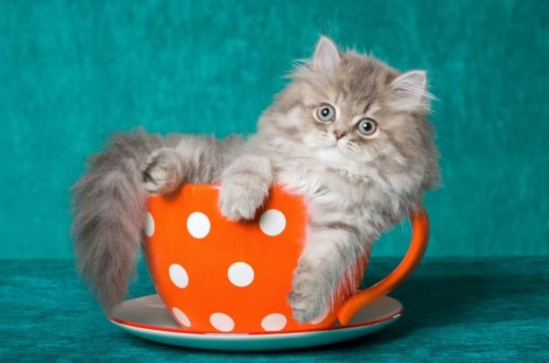 фото котиков